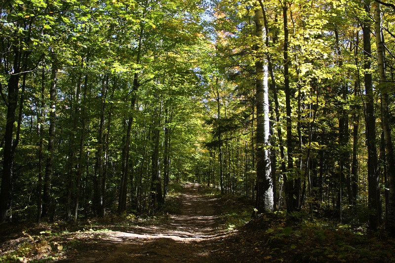 The Chequamegon-Nicolet National Forest, where Ben’s story took place